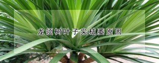 龙须树叶子尖枯萎原因,第1图