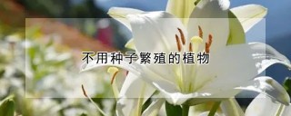 不用种子繁殖的植物,第1图