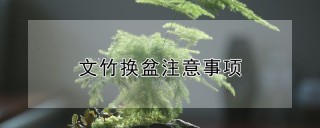 文竹换盆注意事项,第1图