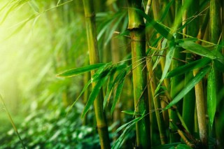 竹节的寓意和象征,第3图