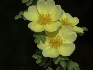 蔷薇花的花语是什么，代表着一种思念的爱/不同颜色不同花语,第6图