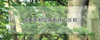 白木香和沉香有什么区别,第1图