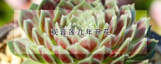 观音莲几年开花,第1图