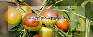 冬枣坐果怎样脱盘快,第1图