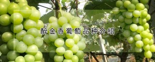 醉金香葡萄品种介绍,第1图