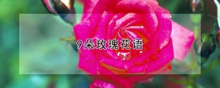 9朵玫瑰花语,第1图