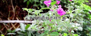 三角梅剪的枝怎样生根,第1图