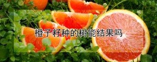 橙子籽种的树能结果吗,第1图