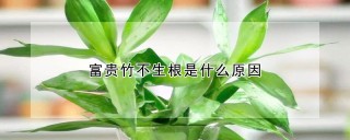 富贵竹不生根是什么原因,第1图