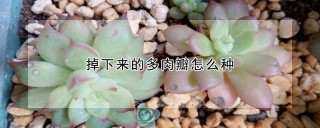 掉下来的多肉瓣怎么种,第1图