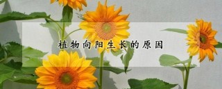 植物向阳生长的原因,第1图