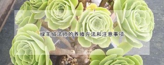 绿羊绒法师的养殖方法和注意事项,第1图