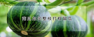 南瓜如何整枝打杈留瓜,第1图