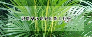 散尾葵水培好还是土栽好,第1图