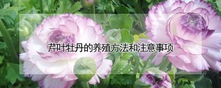 芹叶牡丹的养殖方法和注意事项,第1图