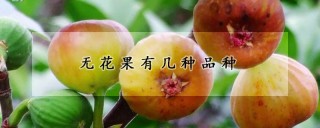 无花果有几种品种,第1图