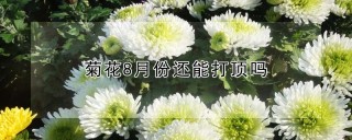 菊花8月份还能打顶吗,第1图