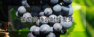 葡萄苗什么时候发芽,第1图