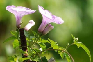 牵牛花和郁春棒有什么区别,第2图