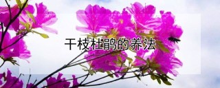 干枝杜鹃的养法,第1图