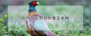 如何防止野鸡刨食玉米种,第1图