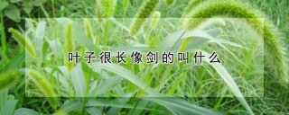 叶子很长像剑的叫什么,第1图