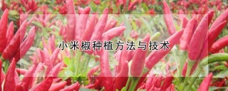 小米椒种植方法与技术,第1图