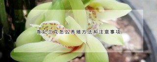 香妃兰花怎么养殖方法和注意事项,第1图