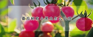 番茄树有小黑虫怎么处理,第1图