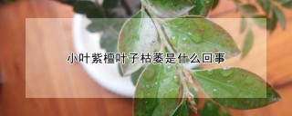 小叶紫檀叶子枯萎是什么回事,第1图