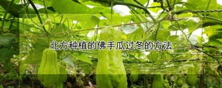 北方种植的佛手瓜过冬的方法,第1图