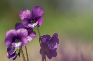 紫罗兰在什么季节开花,第2图