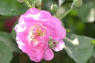 蔷薇花种子种植法,第2图