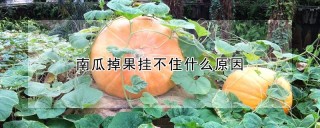 南瓜掉果挂不住什么原因,第1图