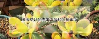 黄金花月的养殖方法和注意事项,第1图