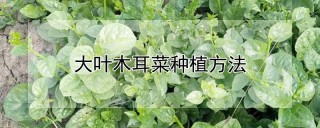 大叶木耳菜种植方法,第1图