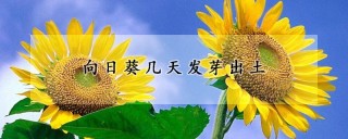 向日葵几天发芽出土,第1图