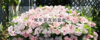 常年开花的盆栽,第1图