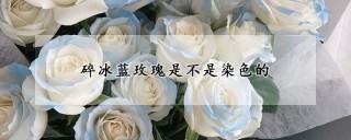 碎冰蓝玫瑰是不是染色的,第1图