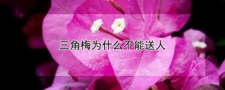 三角梅为什么不能送人,第1图