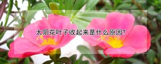 太阳花叶子收起来是什么原因?,第1图