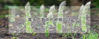露天芦笋苗的种植方法,第1图