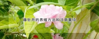 藤牡丹的养殖方法和注意事项,第1图