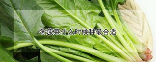 冬菠菜什么时候种最合适,第1图