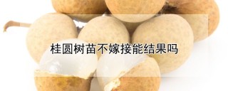 桂圆树苗不嫁接能结果吗,第1图