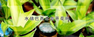 水培巴西木会开花吗,第1图