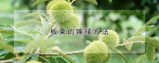 板栗的嫁接方法,第1图