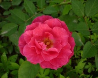蔷薇花的花语是什么，代表着一种思念的爱/不同颜色不同花语,第5图