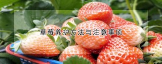 草莓养护方法与注意事项,第1图