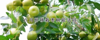 六月份移栽枣树能活吗,第1图